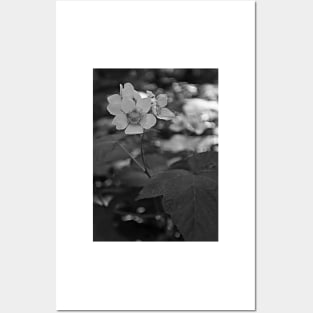 Glacier National Park Wild Flowers, black and white Posters and Art